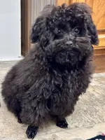 Coal, a male Poodle - Toy  for sale in Mount Vernon, IL – Photo 8 of 8