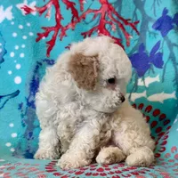 Teddy, a male Poodle - Toy  for sale in Mount Vernon, IL – Photo 4 of 10