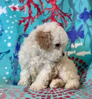 Teddy, a male Poodle - Toy  for sale in Mount Vernon, IL – Photo 1 of 10