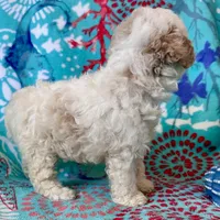 Teddy, a male Poodle - Toy  for sale in Mount Vernon, IL – Photo 6 of 10