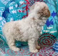 Teddy, a male Poodle - Toy  for sale in Mount Vernon, IL – Photo 6 of 10
