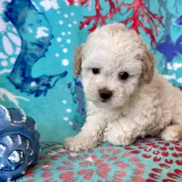 Teddy, a male Poodle - Toy  for sale in Mount Vernon, IL – Photo 10 of 10