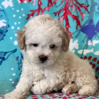 Teddy, a male Poodle - Toy  for sale in Mount Vernon, IL – Photo 3 of 10
