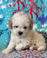 Teddy, a male Poodle - Toy  for sale in Mount Vernon, IL – Photo 3 of 10