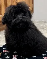 Coal, a male Poodle - Toy  for sale in Mount Vernon, IL – Photo 3 of 8