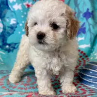 Teddy, a male Poodle - Toy  for sale in Mount Vernon, IL – Photo 5 of 10
