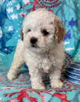 Teddy, a male Poodle - Toy  for sale in Mount Vernon, IL – Photo 5 of 10