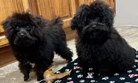 Coal, a male Poodle - Toy  for sale in Mount Vernon, IL – Photo 6 of 8