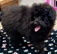 Coal, a male Poodle - Toy  for sale in Mount Vernon, IL – Photo 5 of 8