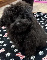 Coal, a male Poodle - Toy  for sale in Mount Vernon, IL – Photo 4 of 8