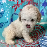 Teddy, a male Poodle - Toy  for sale in Mount Vernon, IL – Photo 8 of 10