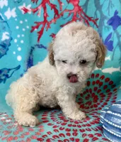 Teddy, a male Poodle - Toy  for sale in Mount Vernon, IL – Photo 8 of 10