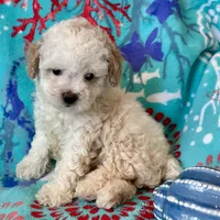 Teddy, a male Poodle - Toy  for sale in Mount Vernon, IL – Photo 9 of 10