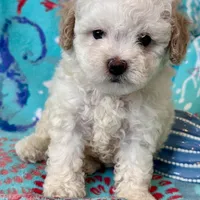 Teddy, a male Poodle - Toy  for sale in Mount Vernon, IL – Photo 2 of 10