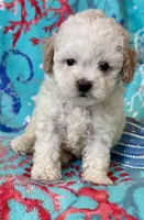 Teddy, a male Poodle - Toy  for sale in Mount Vernon, IL – Photo 2 of 10