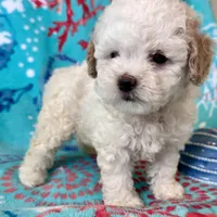 Teddy, a male Poodle - Toy  for sale in Mount Vernon, IL – Photo 1 of 10