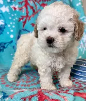 Teddy, a male Poodle - Toy  for sale in Mount Vernon, IL – Photo 4 of 10