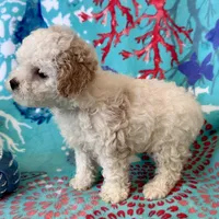 Teddy, a male Poodle - Toy  for sale in Mount Vernon, IL – Photo 7 of 10