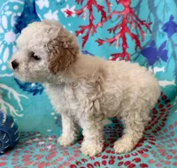 Teddy, a male Poodle - Toy  for sale in Mount Vernon, IL – Photo 7 of 10