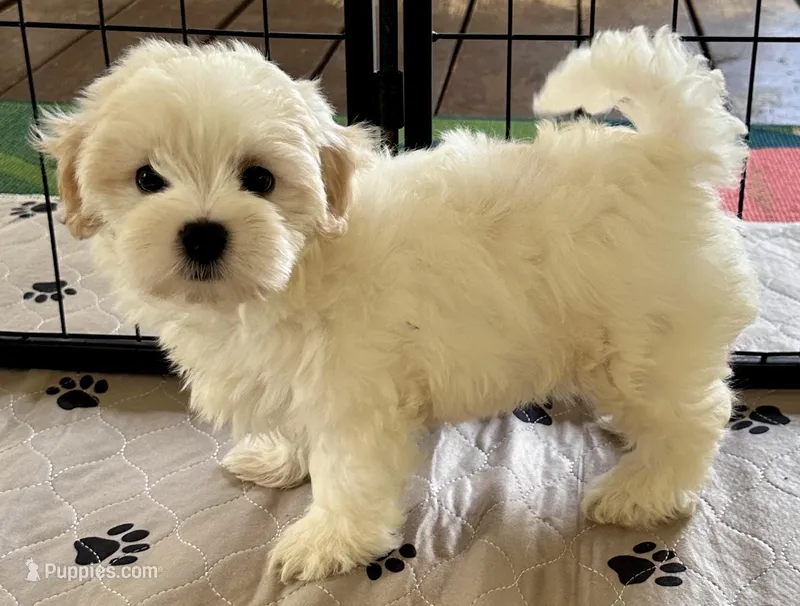 Ollie – Maltipoo, Poodle - Toy  puppy for sale in Mount Vernon, IL