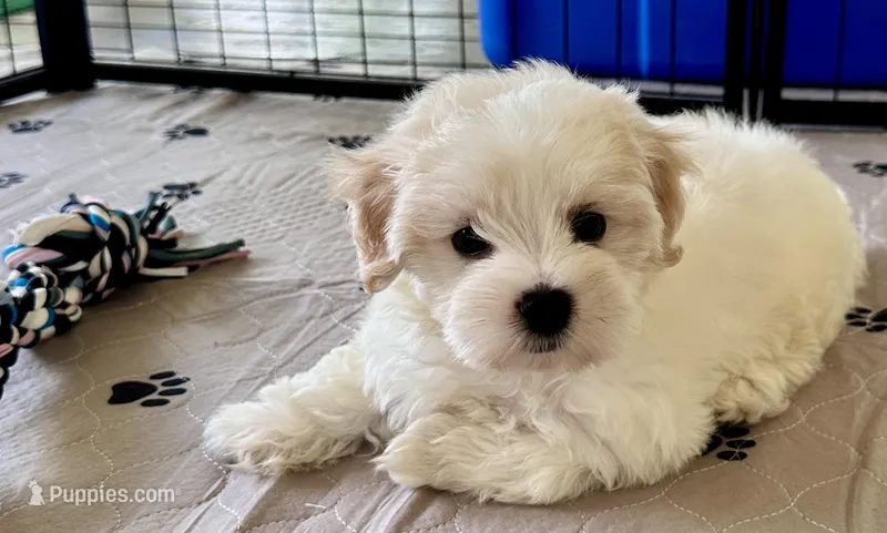 Ollie – Maltipoo, Poodle - Toy  puppy for sale in Mount Vernon, IL