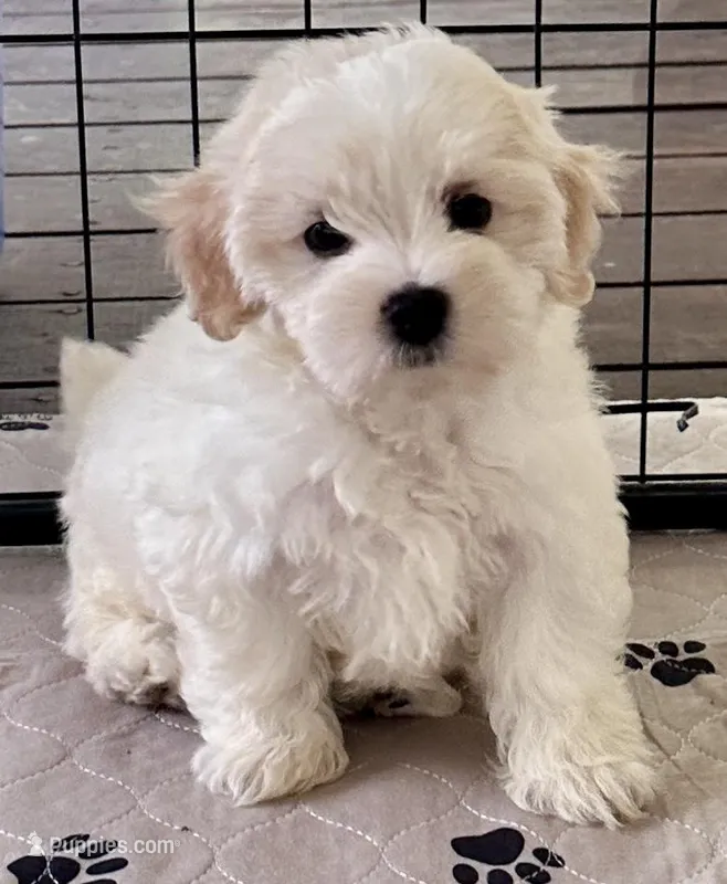 Ollie – Maltipoo, Poodle - Toy  puppy for sale in Mount Vernon, IL