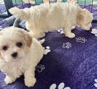 Ollie, a male Maltipoo and Poodle - Toy  for sale in Mount Vernon, IL – Photo 8 of 8