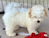 Ollie, a male Maltipoo and Poodle - Toy  for sale in Mount Vernon, IL – Photo 8 of 10