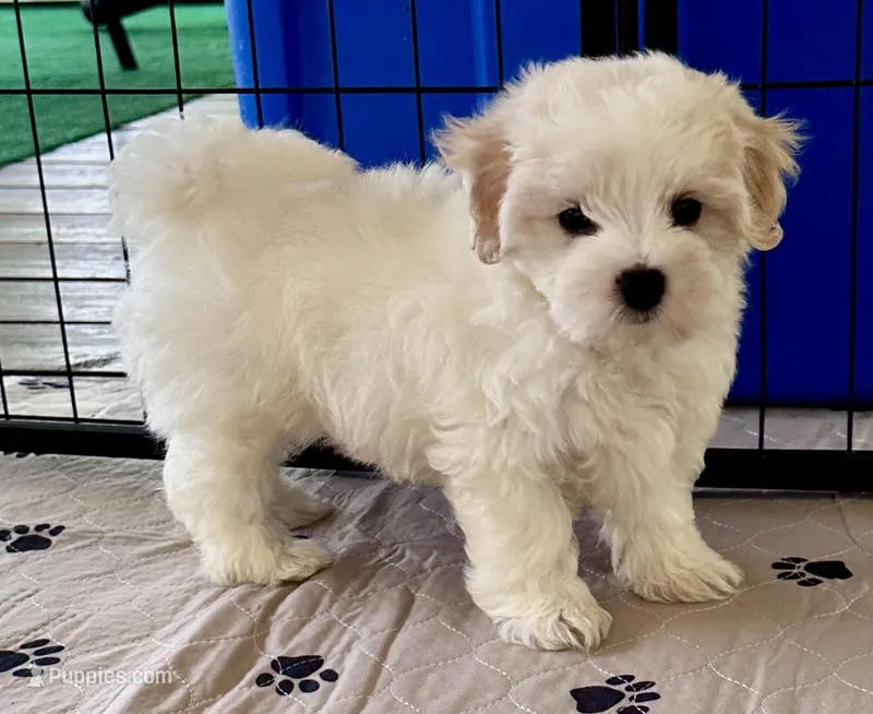 Ollie – Maltipoo, Poodle - Toy  puppy for sale in Mount Vernon, IL