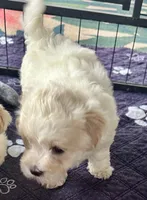 Ollie, a male Maltipoo and Poodle - Toy  for sale in Mount Vernon, IL – Photo 6 of 8