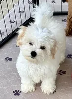 Ollie, a male Maltipoo and Poodle - Toy  for sale in Mount Vernon, IL – Photo 2 of 10