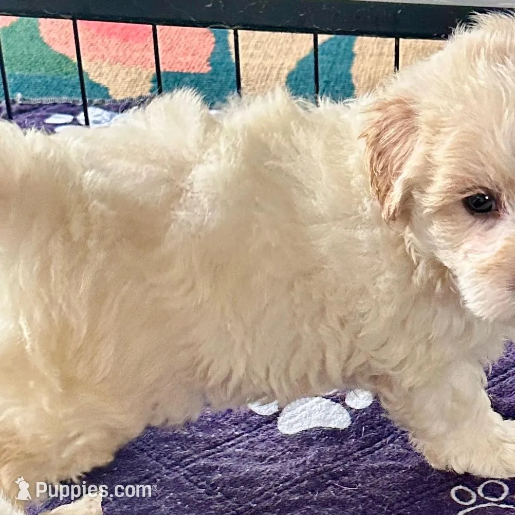 Ollie, a male Maltipoo and Poodle - Toy  for sale in Mount Vernon, IL – Photo 2 of 8