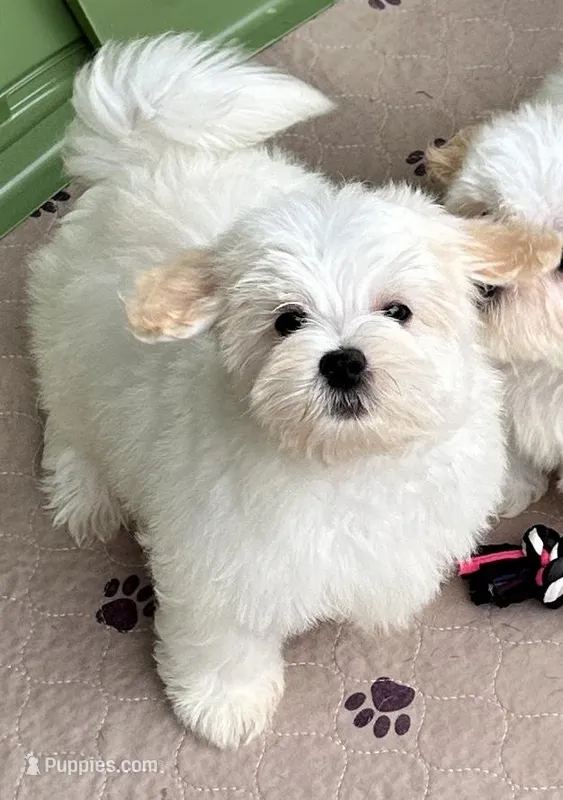 Ollie – Maltipoo, Poodle - Toy  puppy for sale in Mount Vernon, IL
