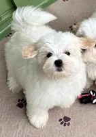 Ollie, a male Maltipoo and Poodle - Toy  for sale in Mount Vernon, IL – Photo 9 of 10
