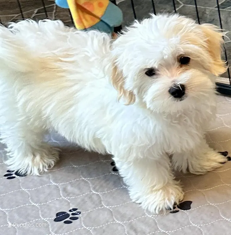 Ollie – Maltipoo, Poodle - Toy  puppy for sale in Mount Vernon, IL