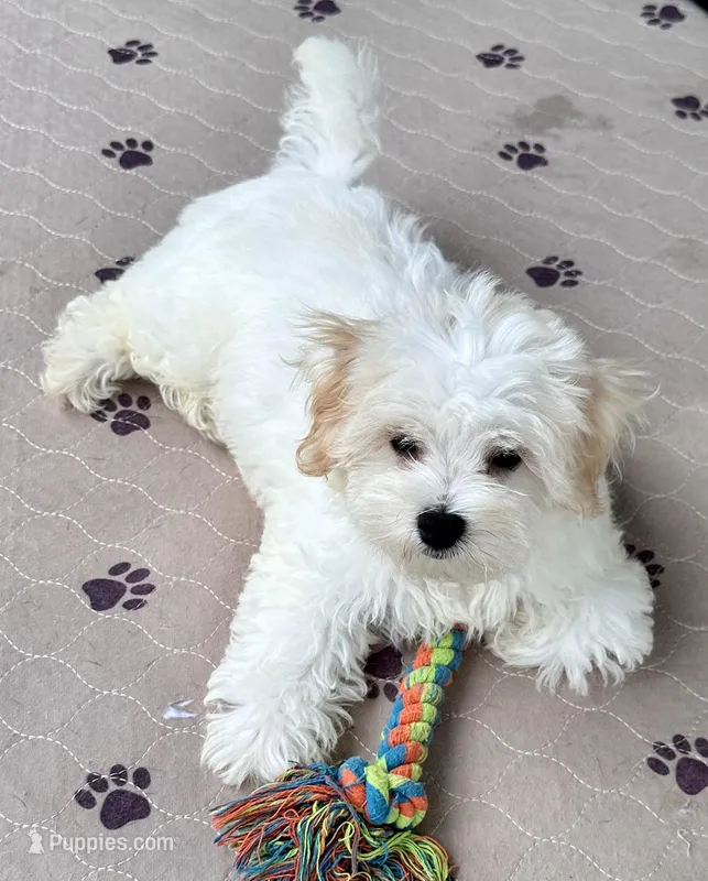 Ollie – Maltipoo, Poodle - Toy  puppy for sale in Mount Vernon, IL