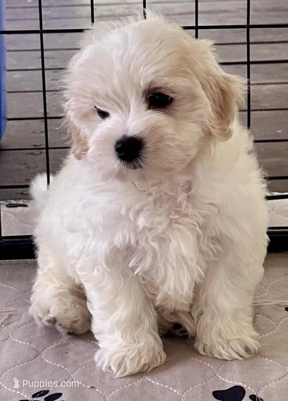 Ollie – Maltipoo, Poodle - Toy  puppy for sale in Mount Vernon, IL