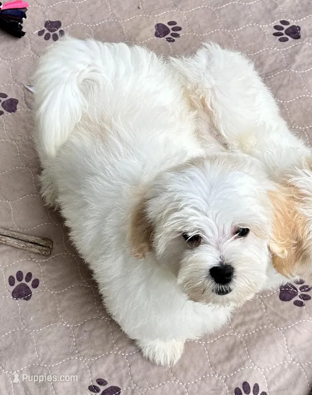 Ollie – Maltipoo, Poodle - Toy  puppy for sale in Mount Vernon, IL