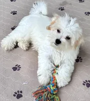 Ollie, a male Maltipoo and Poodle - Toy  for sale in Mount Vernon, IL – Photo 5 of 10