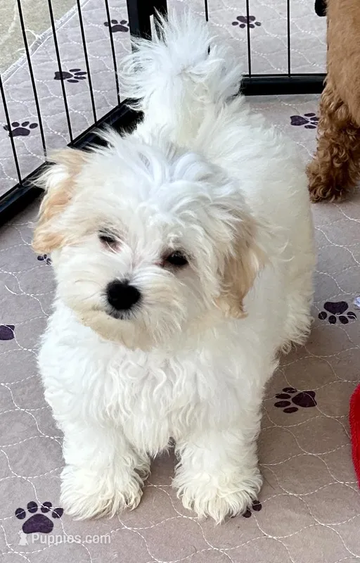 Ollie – Maltipoo, Poodle - Toy  puppy for sale in Mount Vernon, IL