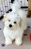 Ollie, a male Maltipoo and Poodle - Toy  for sale in Mount Vernon, IL – Photo 6 of 10