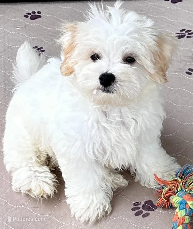 Ollie – Maltipoo, Poodle - Toy  puppy for sale in Mount Vernon, IL