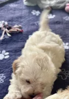 Ollie, a male Maltipoo and Poodle - Toy  for sale in Mount Vernon, IL – Photo 5 of 8