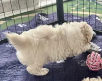 Ollie, a male Maltipoo and Poodle - Toy  for sale in Mount Vernon, IL – Photo 3 of 8
