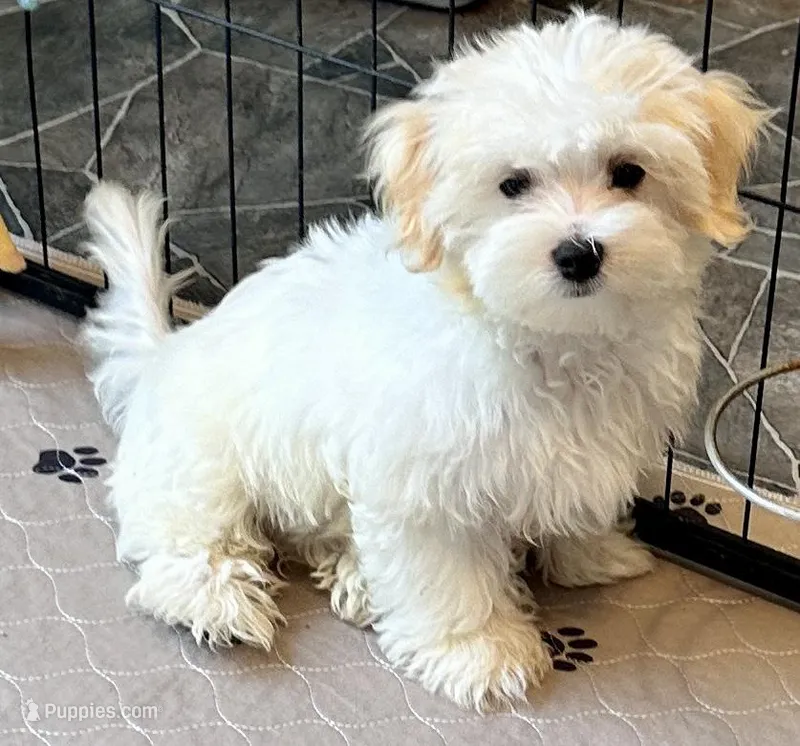 Ollie – Maltipoo, Poodle - Toy  puppy for sale in Mount Vernon, IL