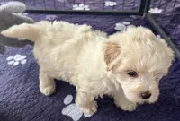 Ollie, a male Maltipoo and Poodle - Toy  for sale in Mount Vernon, IL – Photo 4 of 8