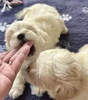 Ollie, a male Maltipoo and Poodle - Toy  for sale in Mount Vernon, IL – Photo 7 of 8
