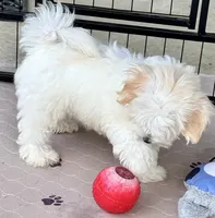 Ollie, a male Maltipoo and Poodle - Toy  for sale in Mount Vernon, IL – Photo 10 of 10