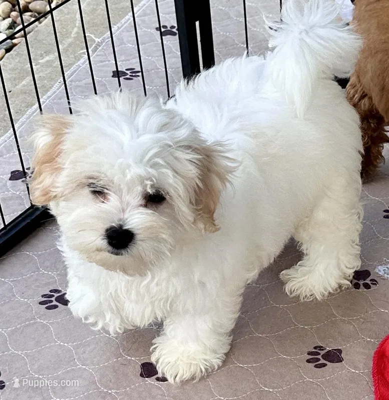 Ollie – Maltipoo, Poodle - Toy  puppy for sale in Mount Vernon, IL