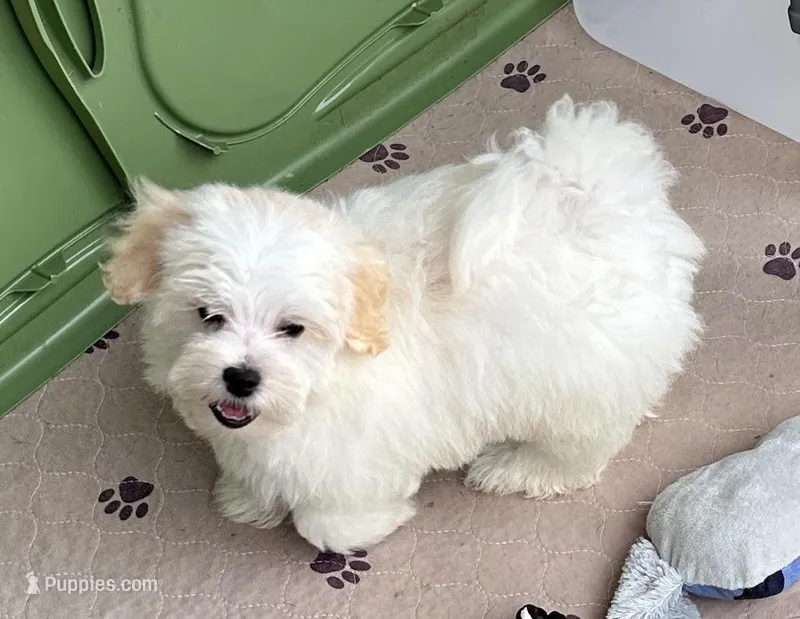 Ollie – Maltipoo, Poodle - Toy  puppy for sale in Mount Vernon, IL